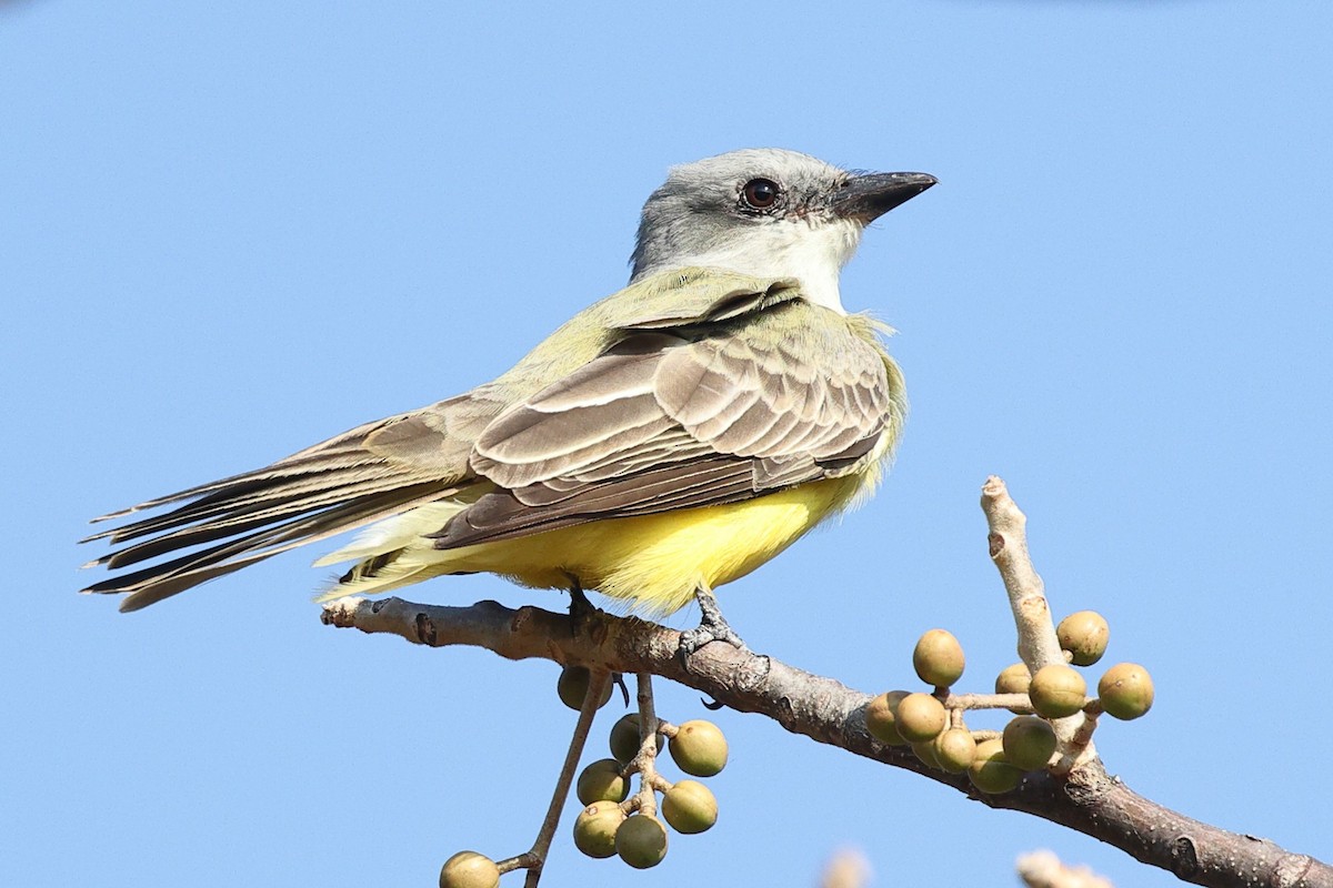Tropical Kingbird - ML646083191