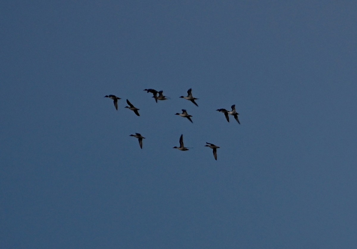 尖尾鴨 - ML646083192