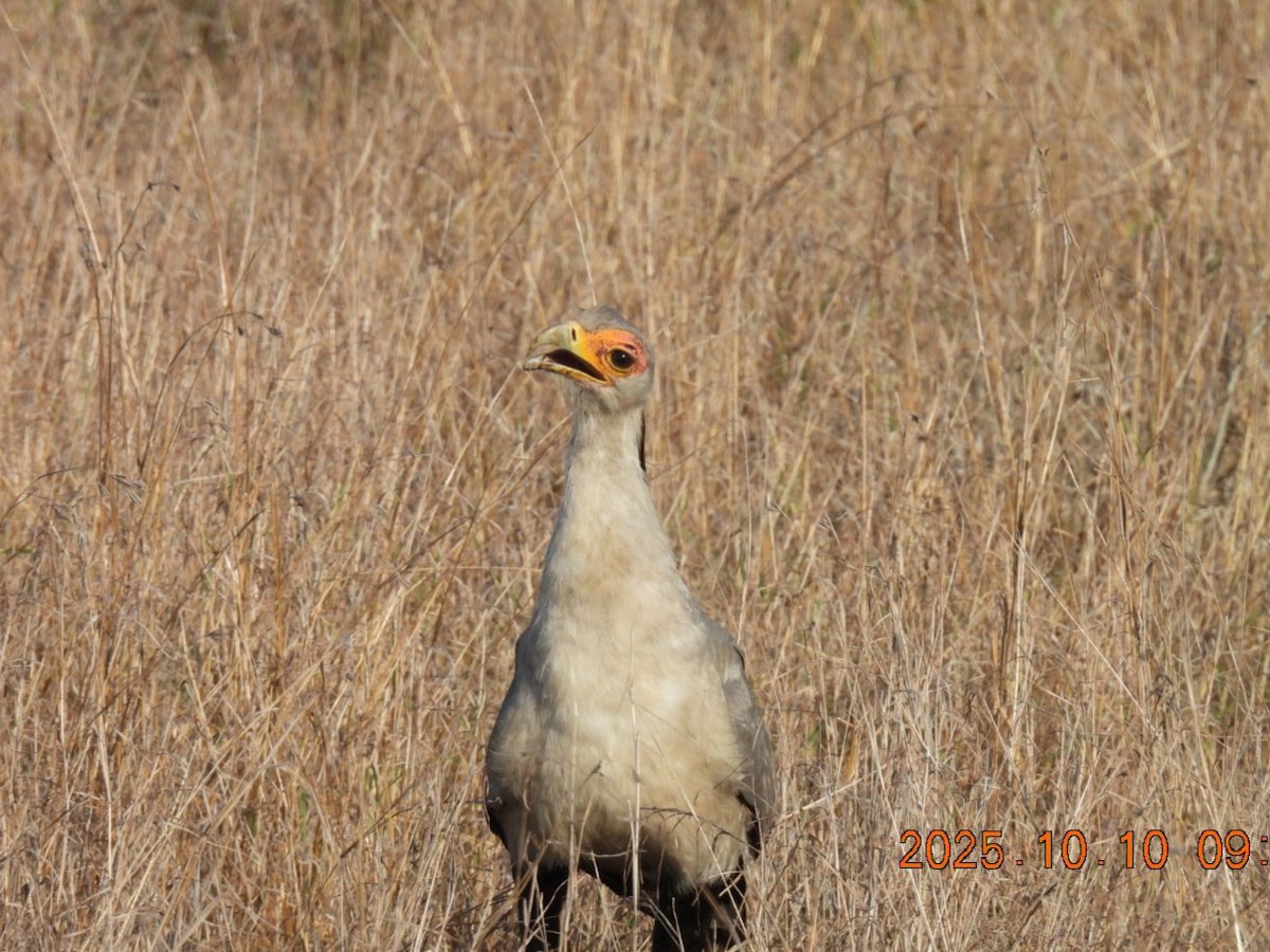 Secretarybird - ML646083196