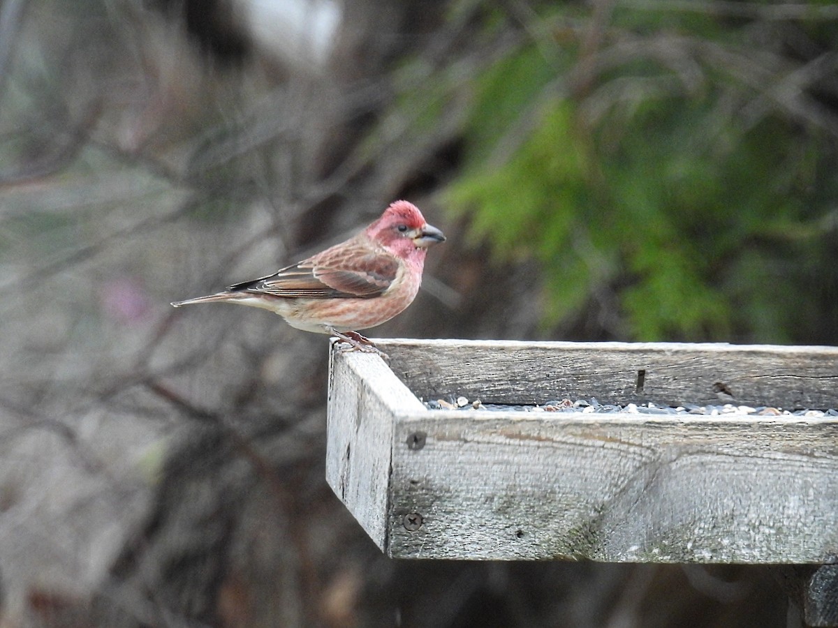 Camachuelo Purpúreo - ML646083198