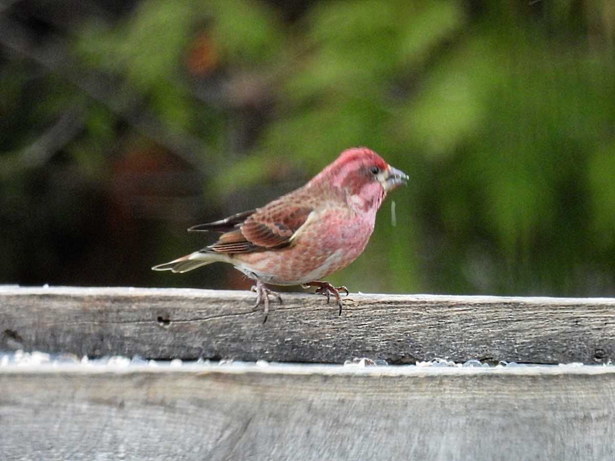 Camachuelo Purpúreo - ML646083199