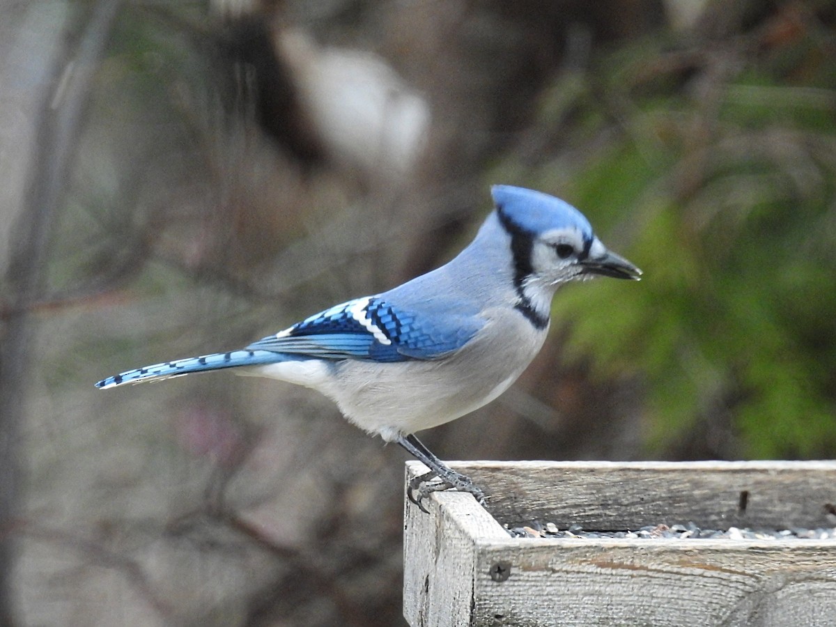 Сизойка блакитна - ML646083207