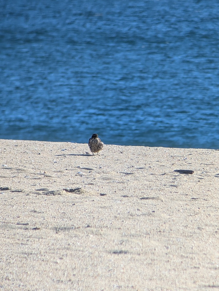 Merlin - ML646083214