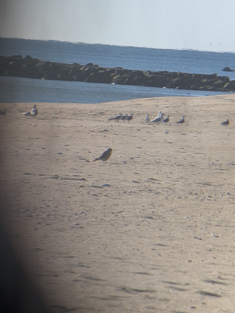 Merlin - ML646083215