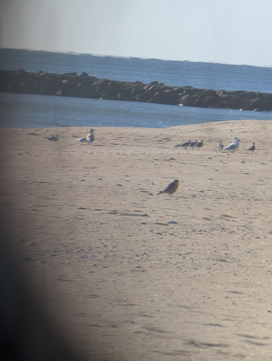 Merlin - ML646083216