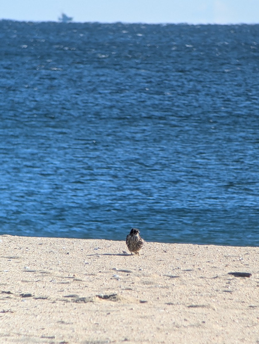 Merlin - ML646083217