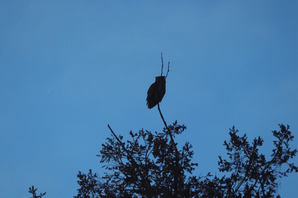 Great Horned Owl - ML646083225