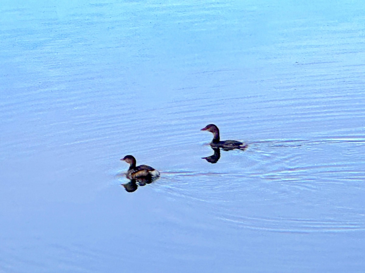 Pied-billed Grebe - ML646083226