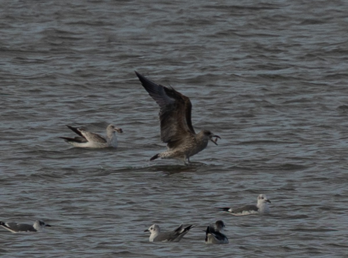 Lesser Black-backed Gull - ML646083227
