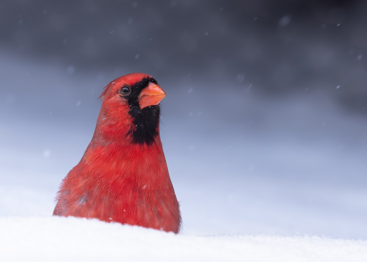 Northern Cardinal - ML646083228