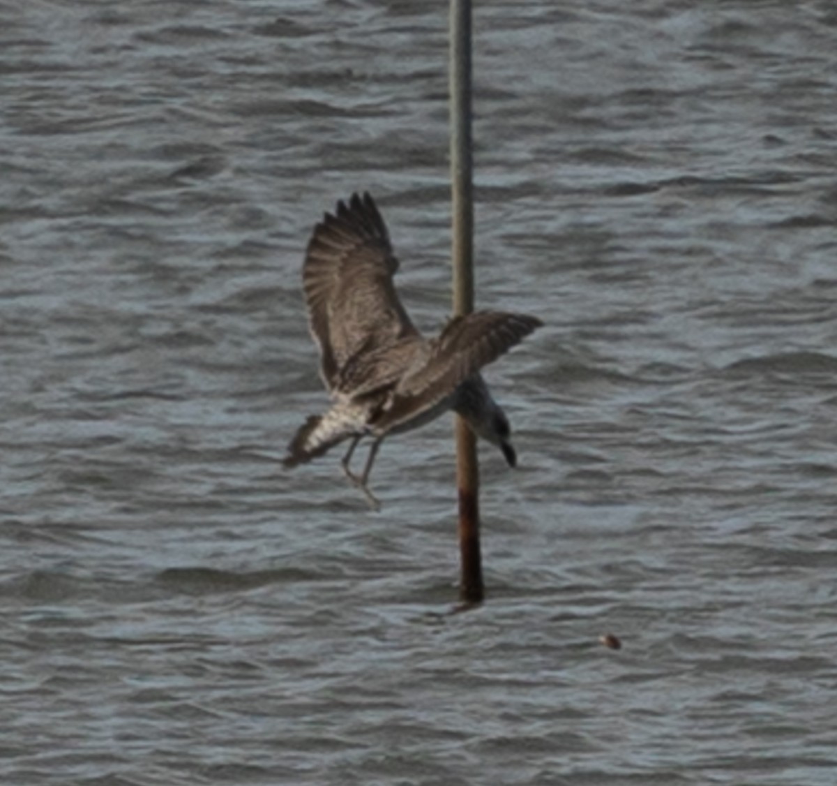 Lesser Black-backed Gull - ML646083230