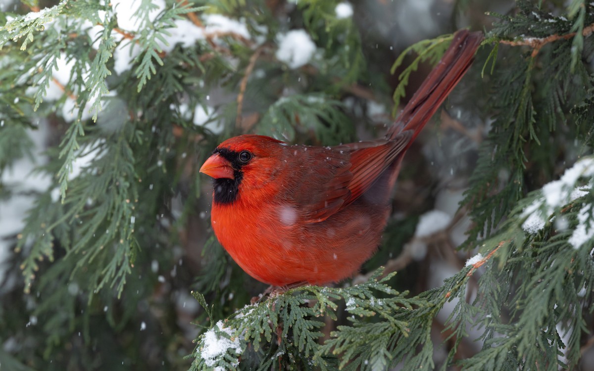 Northern Cardinal - ML646083231