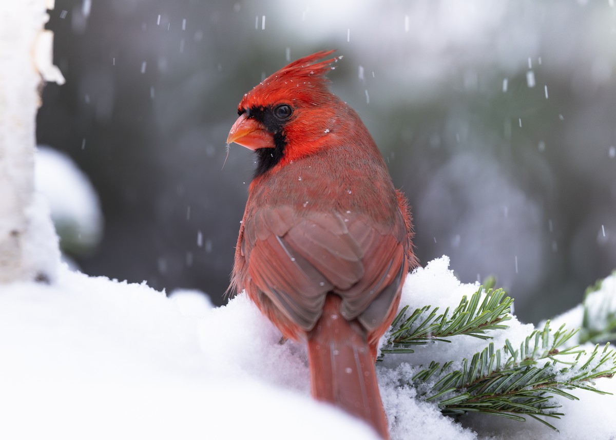 Northern Cardinal - ML646083233