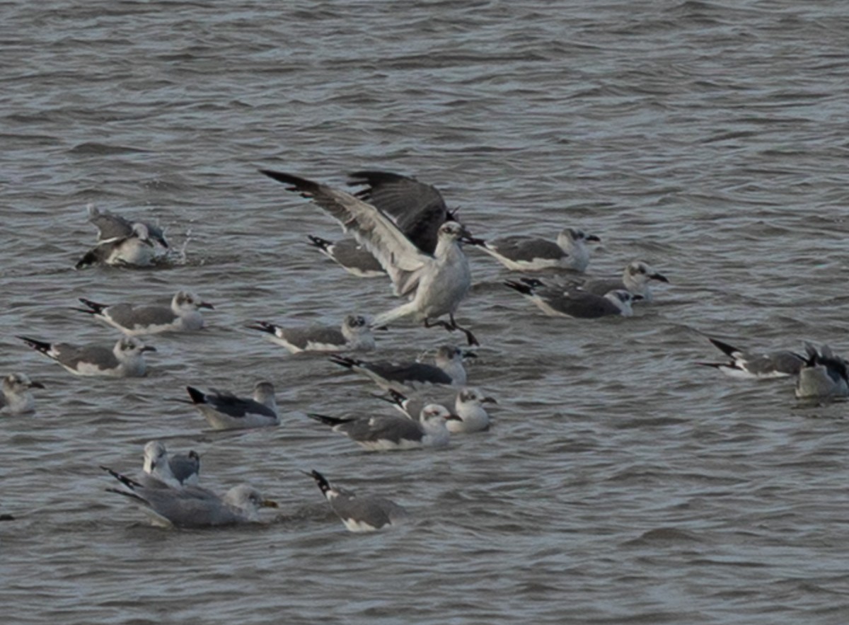 Laughing Gull - ML646083239