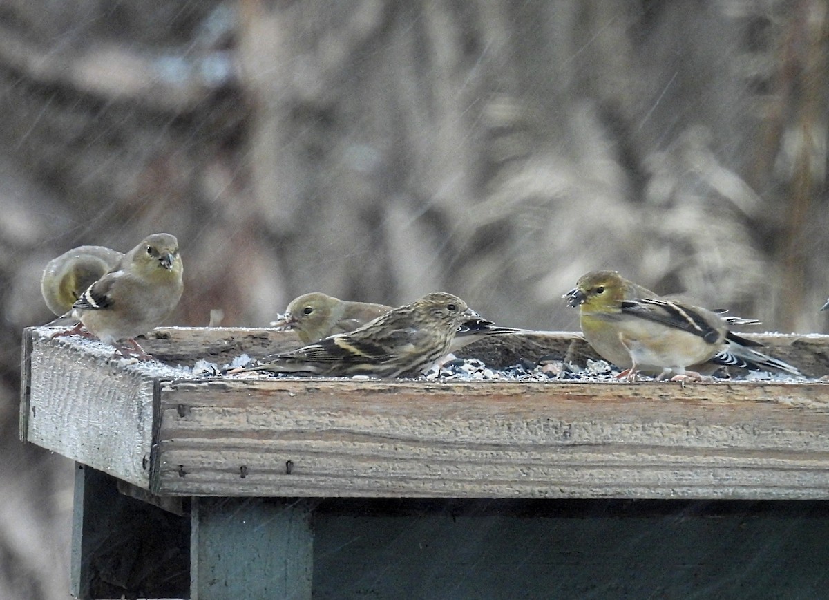 stripesisik - ML646083243