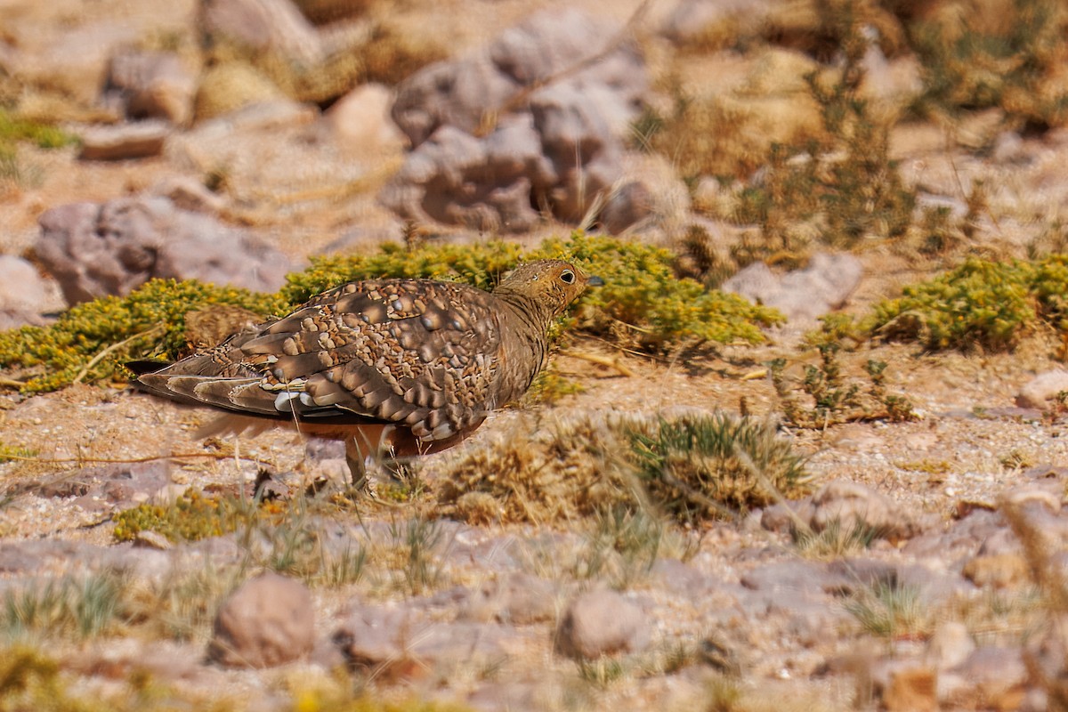 Ganga Namaqua - ML646083247