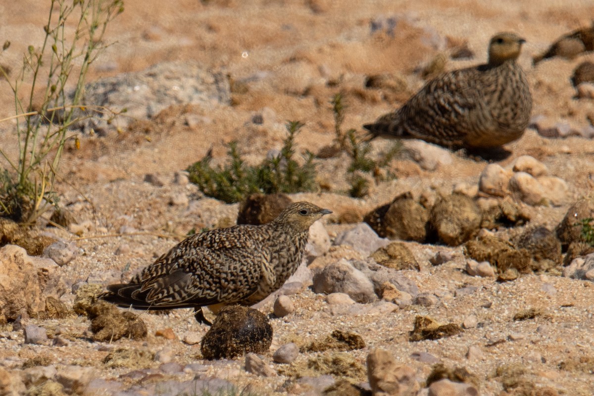 Ganga Namaqua - ML646083250