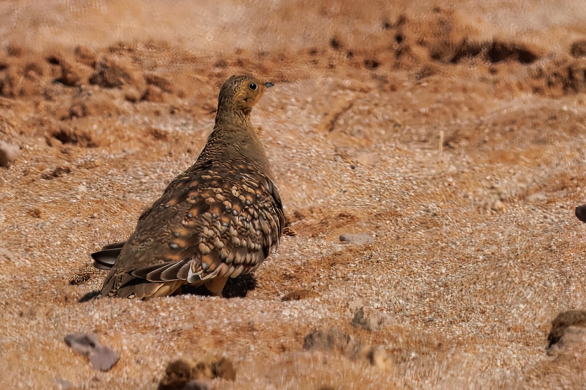 Ganga Namaqua - ML646083251