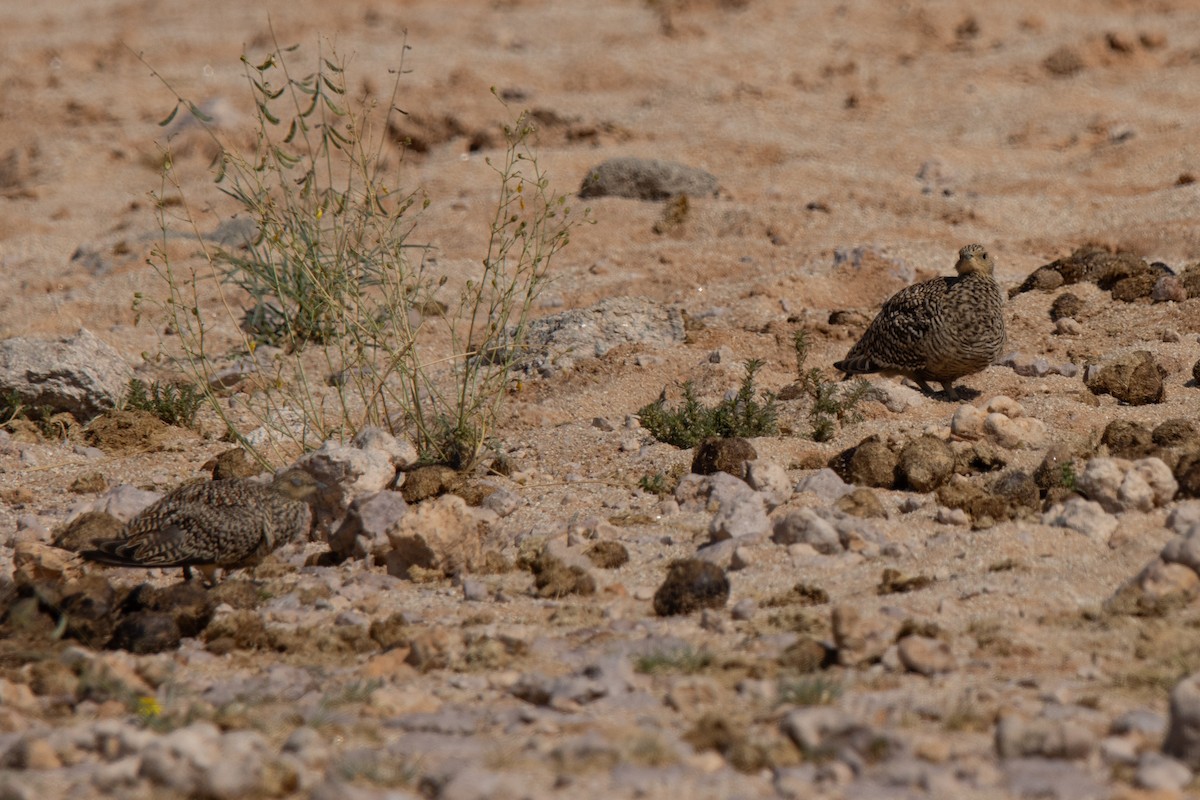 Ganga Namaqua - ML646083252