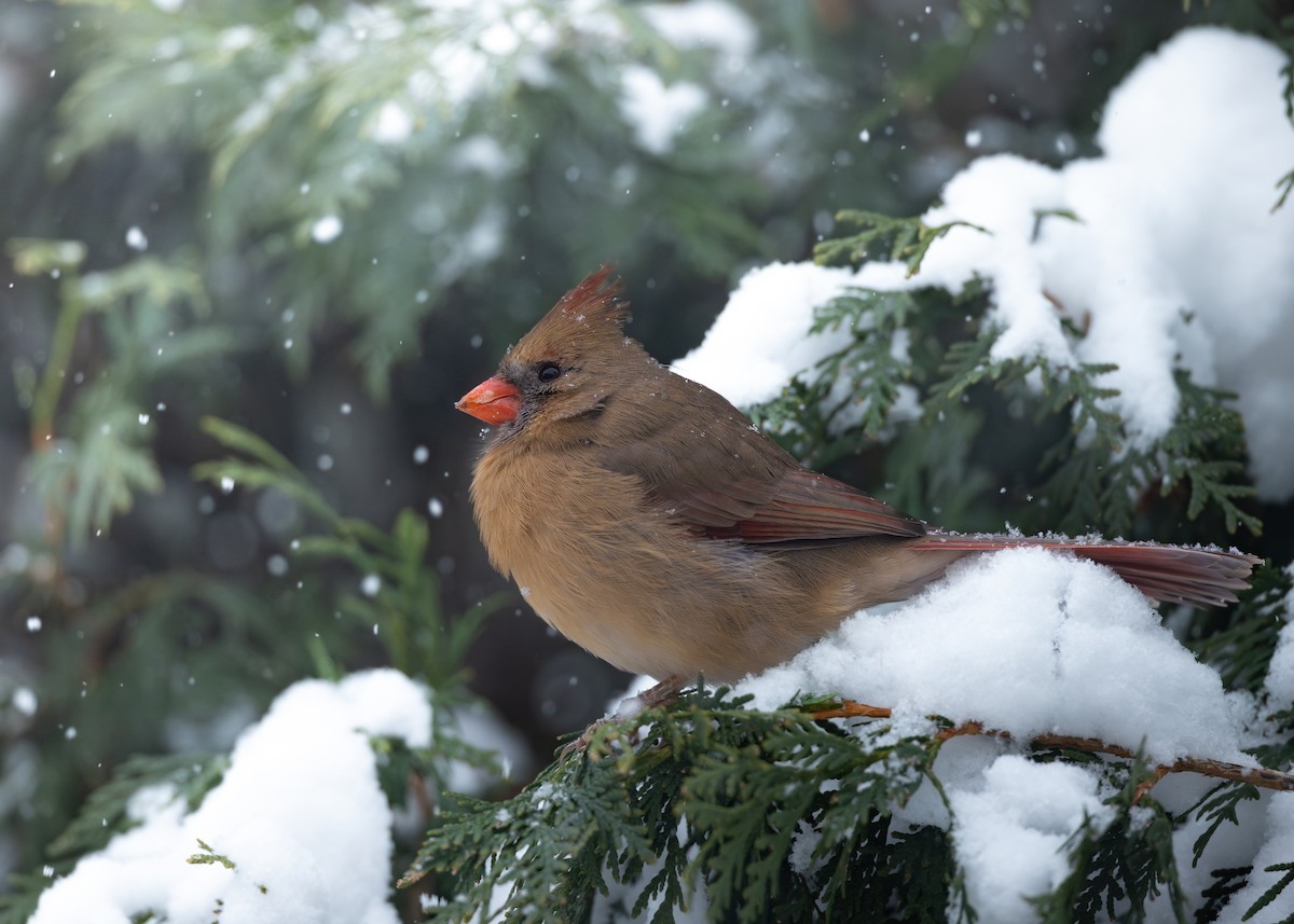 Northern Cardinal - ML646083255