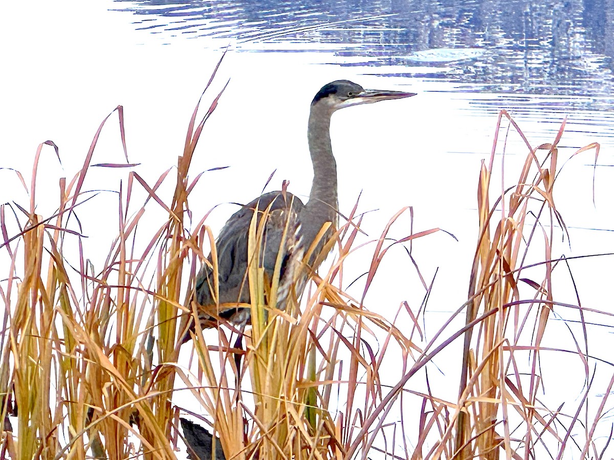 Great Blue Heron - ML646083256