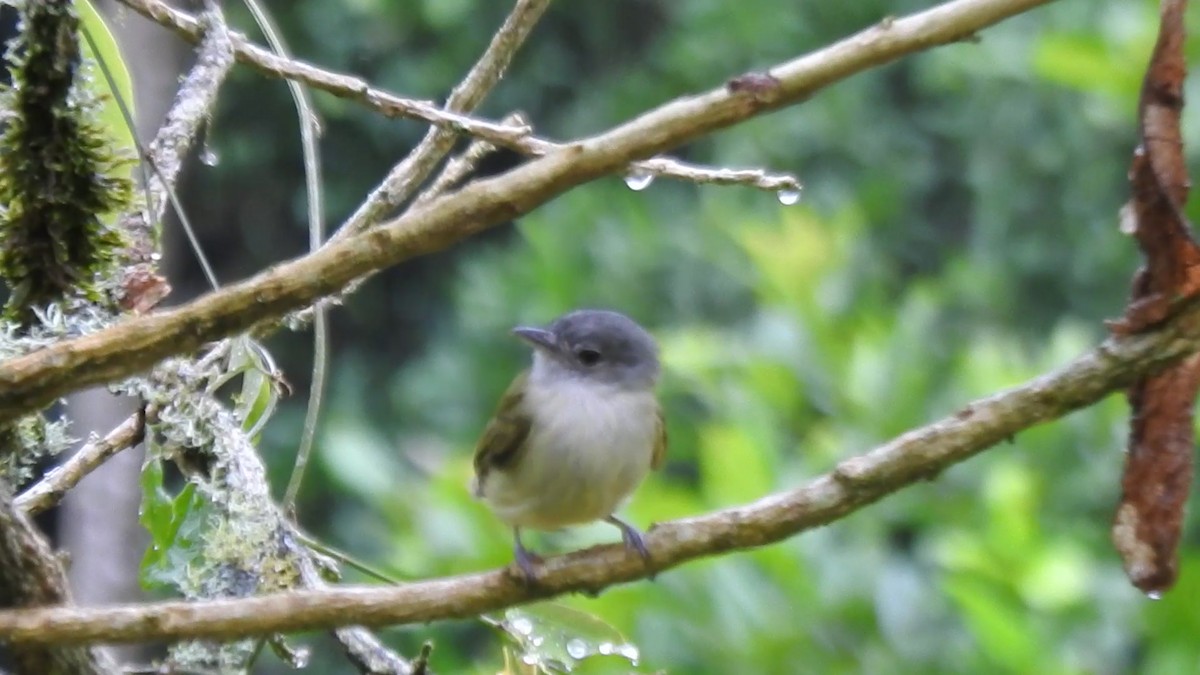 ヒラハシハエトリ - ML646083258