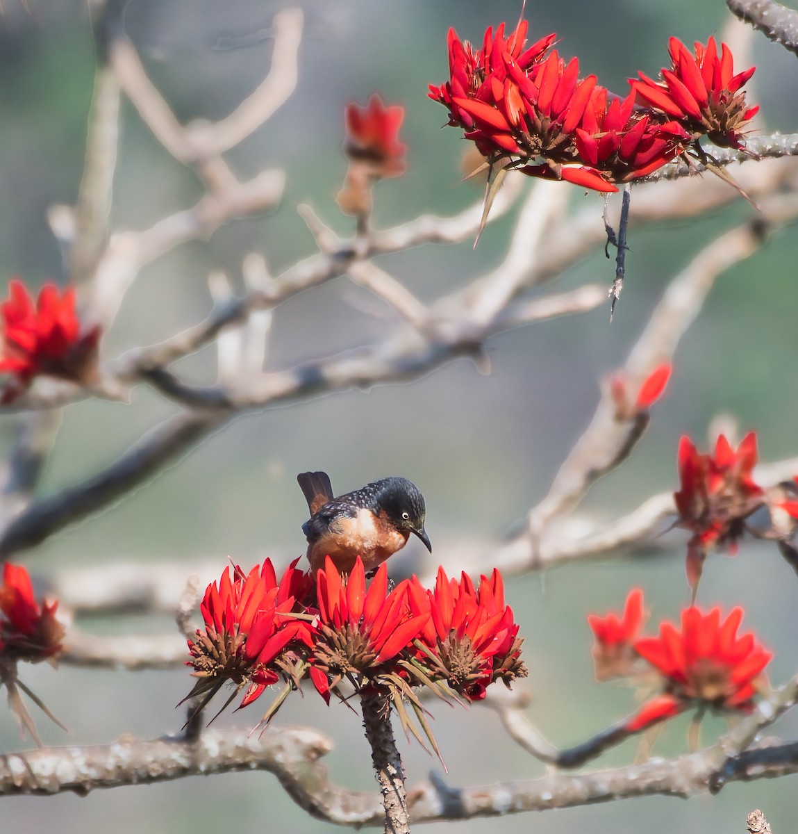 Spot-winged Starling - ML646083260