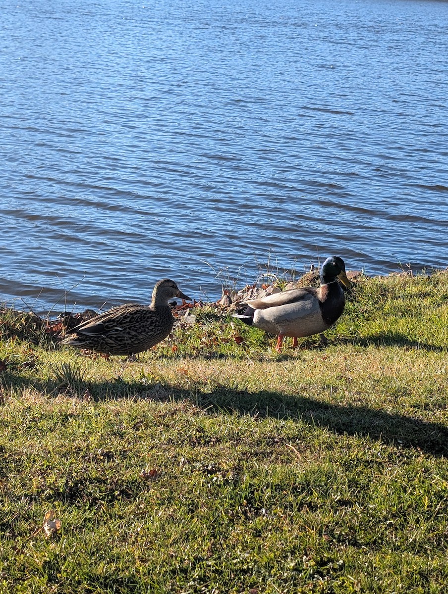 Mallard - ML646083261