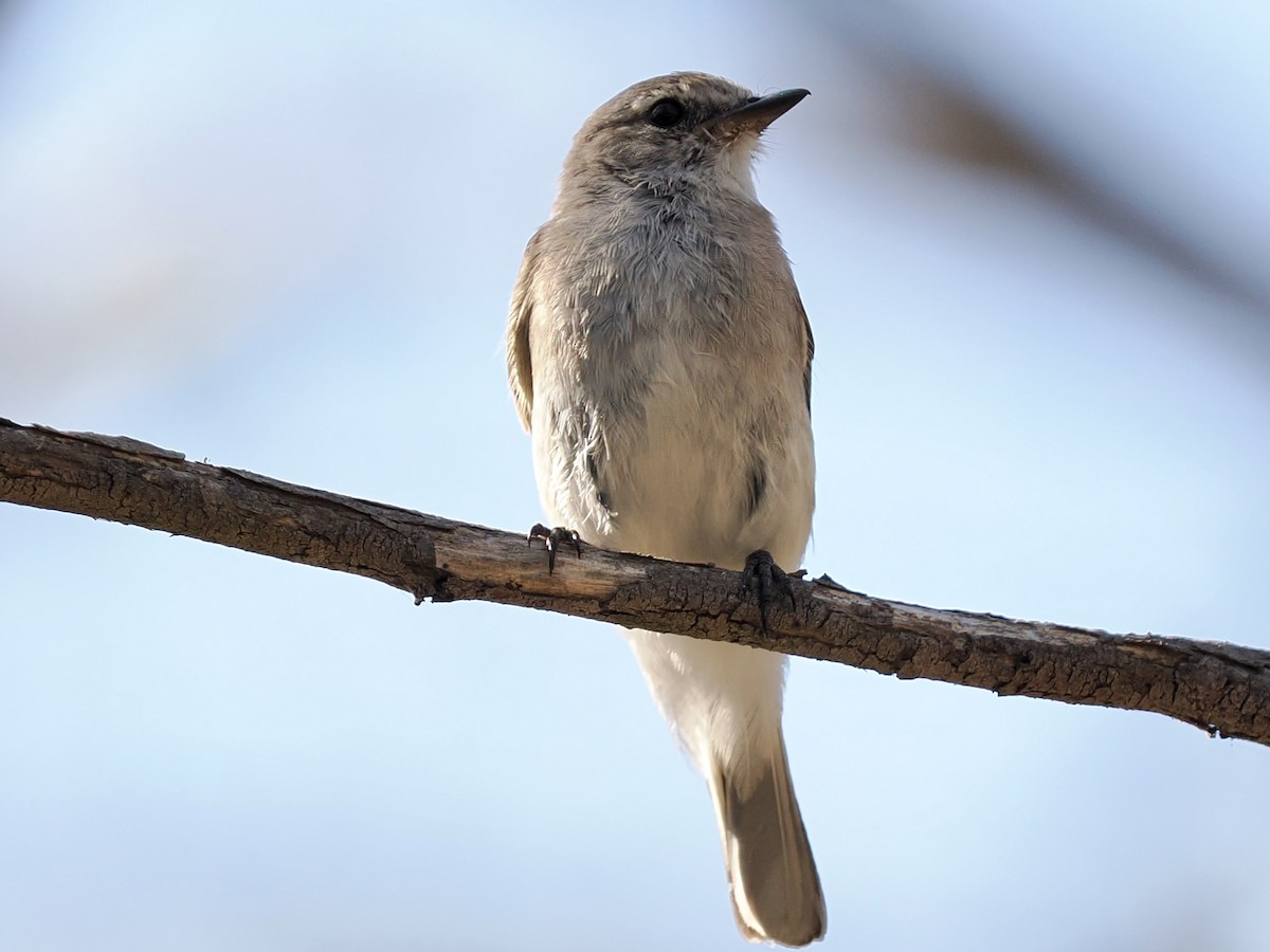 Avustalya Şakıcı Sinekkapanı - ML646083279