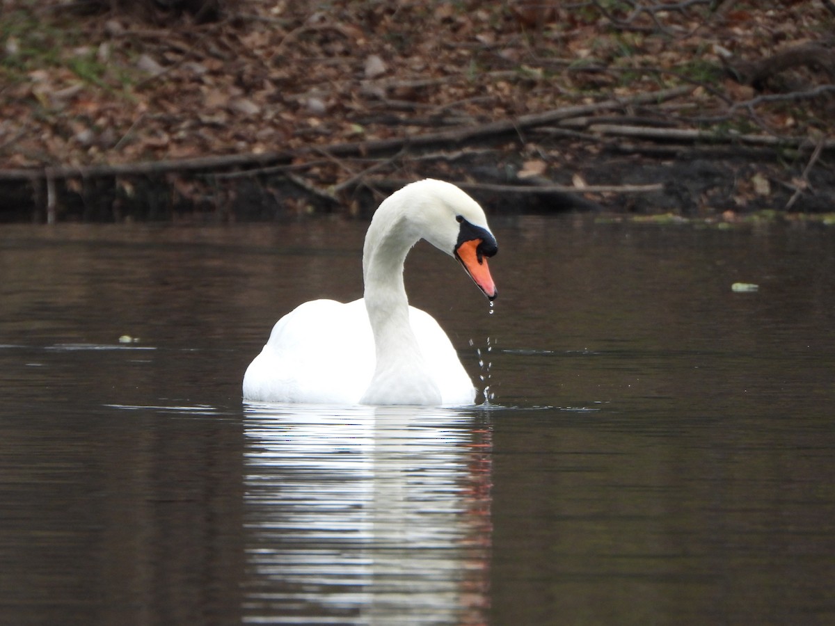 Cygne tuberculé - ML646083281