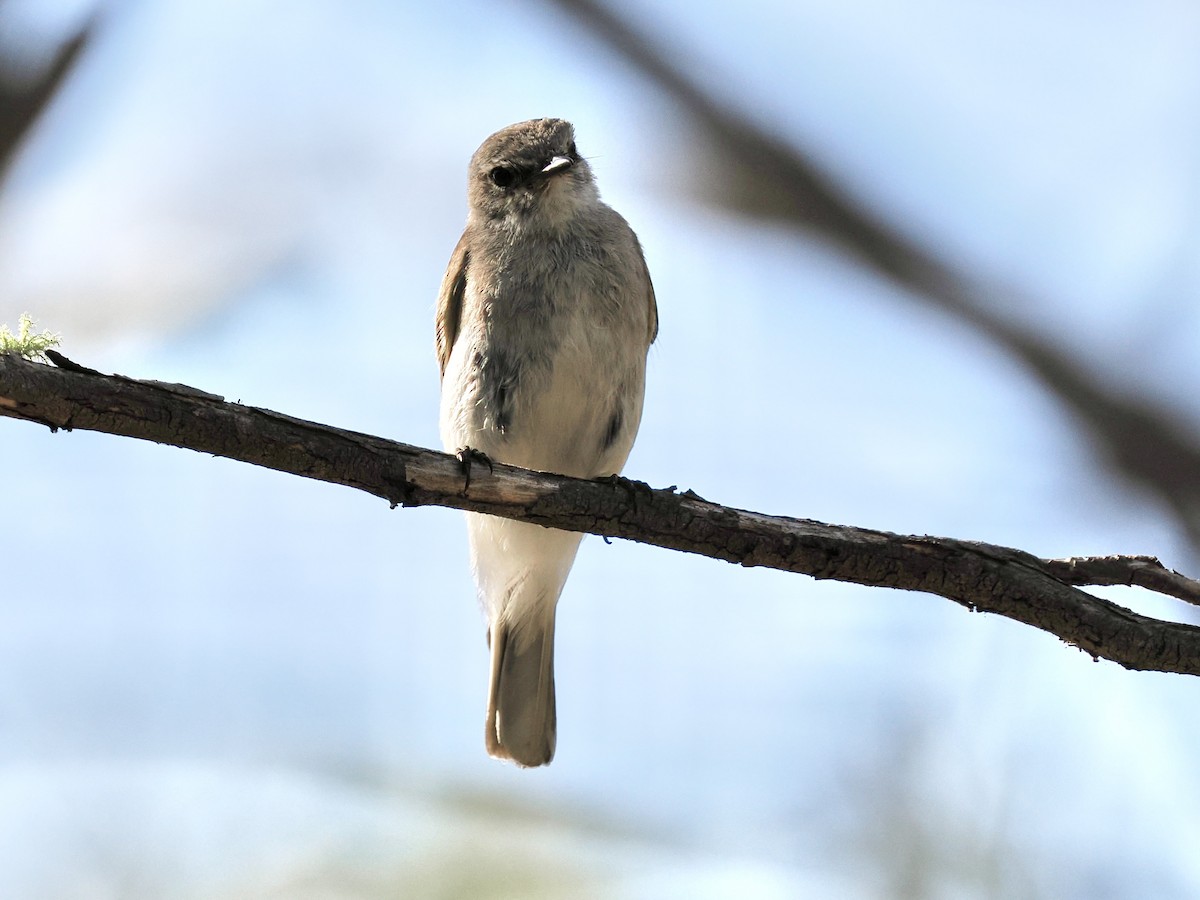 Avustalya Şakıcı Sinekkapanı - ML646083291