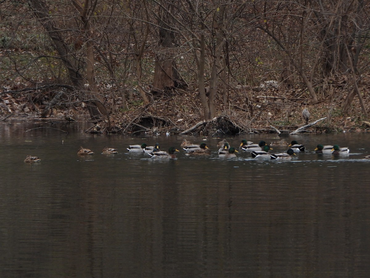 Canard colvert - ML646083292