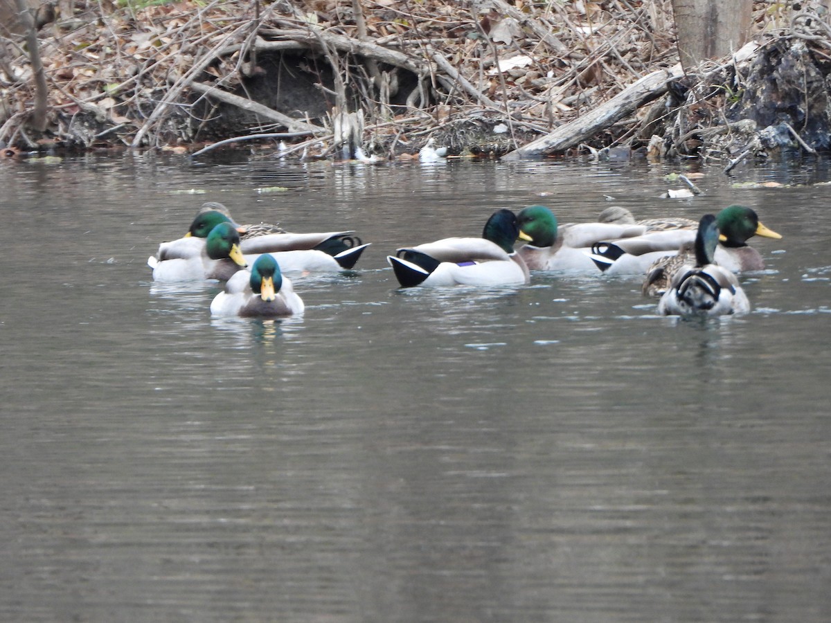 Canard colvert - ML646083293