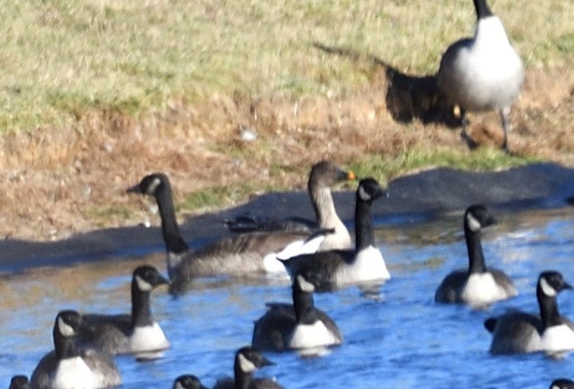 Tundra Bean-Goose - ML646083294