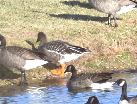 Tundra Bean-Goose - ML646083296