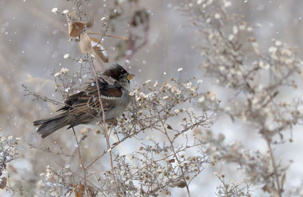 Gorrión Común - ML646083298