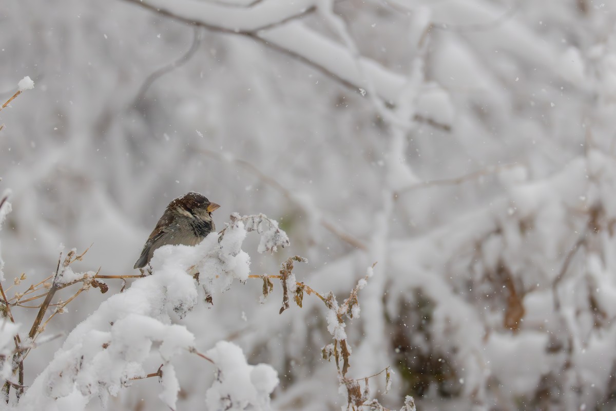 Serçe - ML646083299