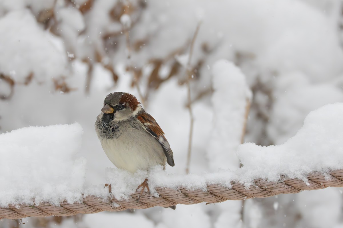 Gorrión Común - ML646083302