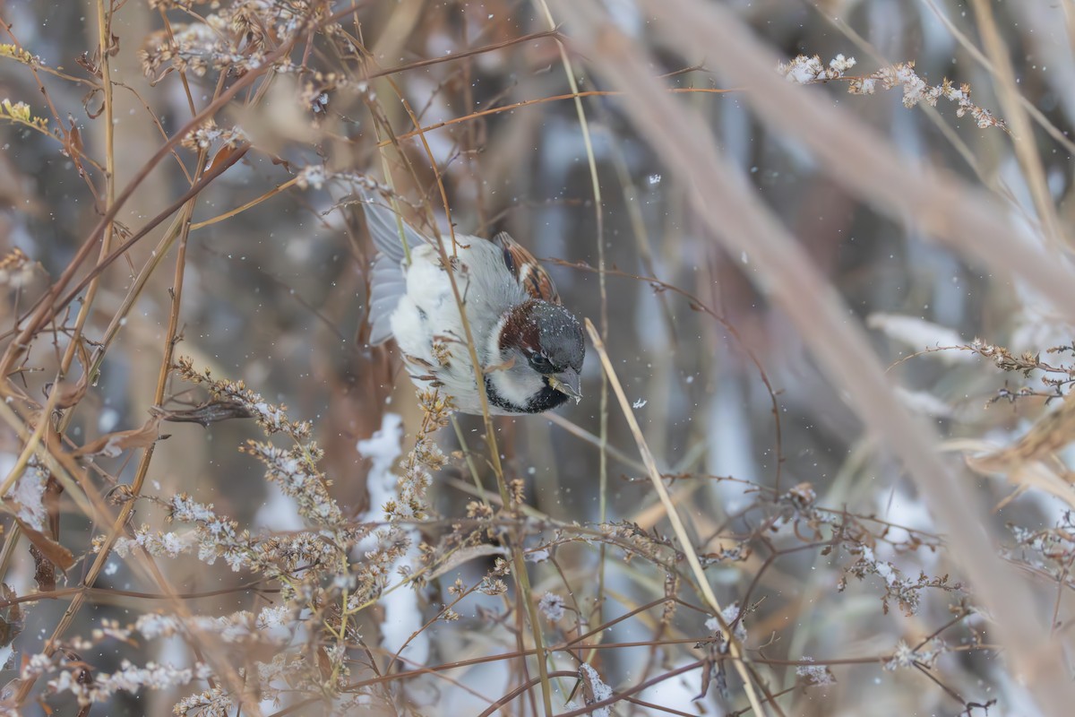 Gorrión Común - ML646083303