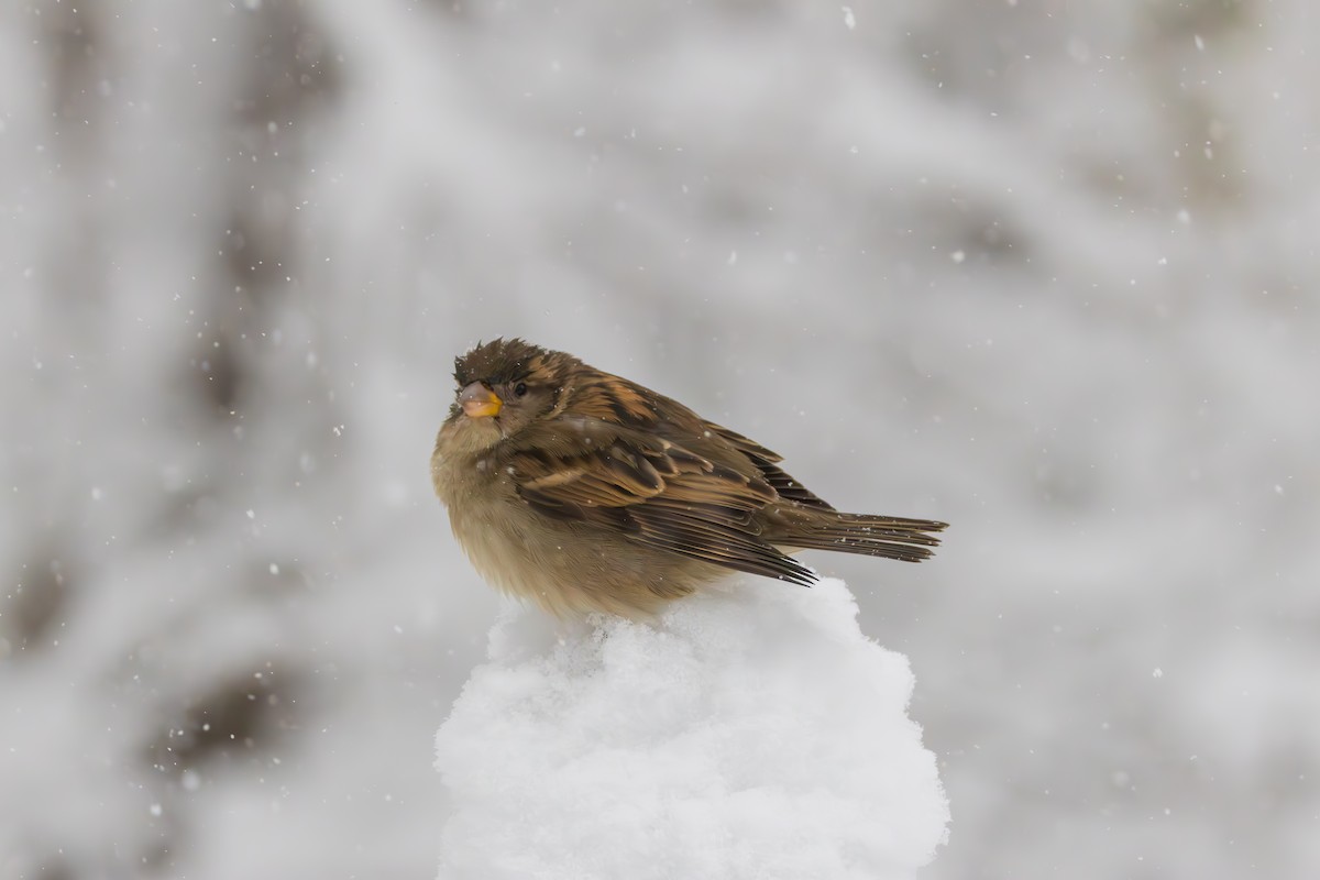 Gorrión Común - ML646083304