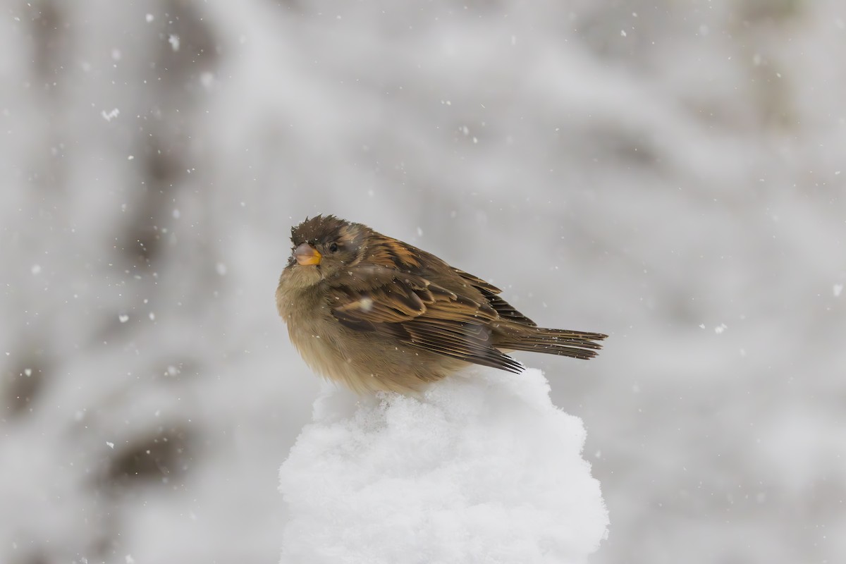 Gorrión Común - ML646083305