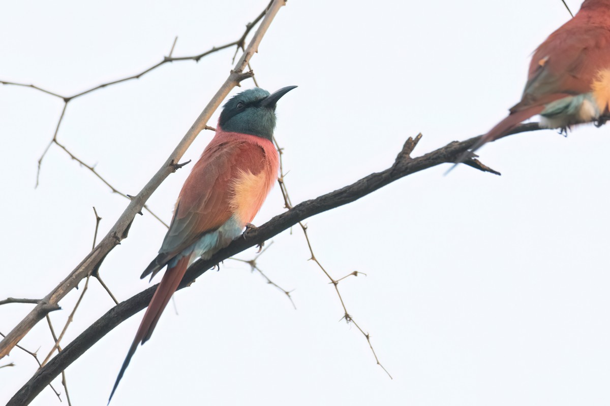 שרקרק ורוד - ML646083306