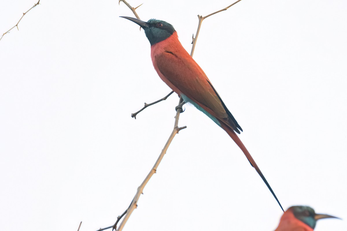 שרקרק ורוד - ML646083307