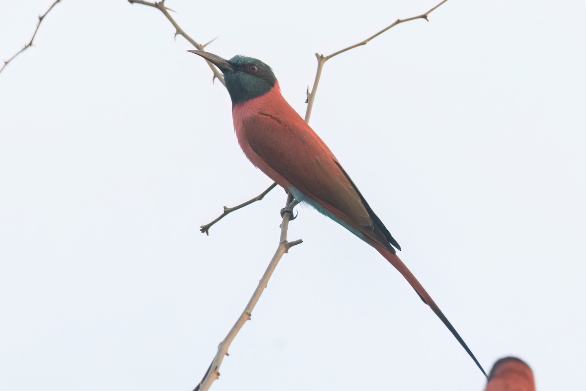 שרקרק ורוד - ML646083309