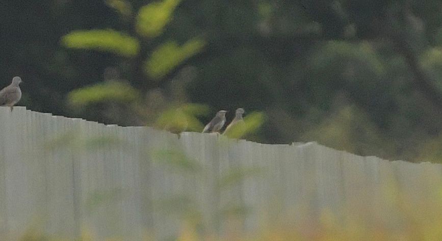 İpek Sığırcık - ML646083312