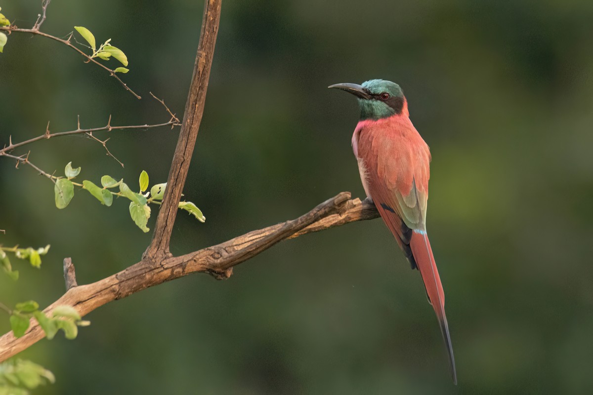 שרקרק ורוד - ML646083314