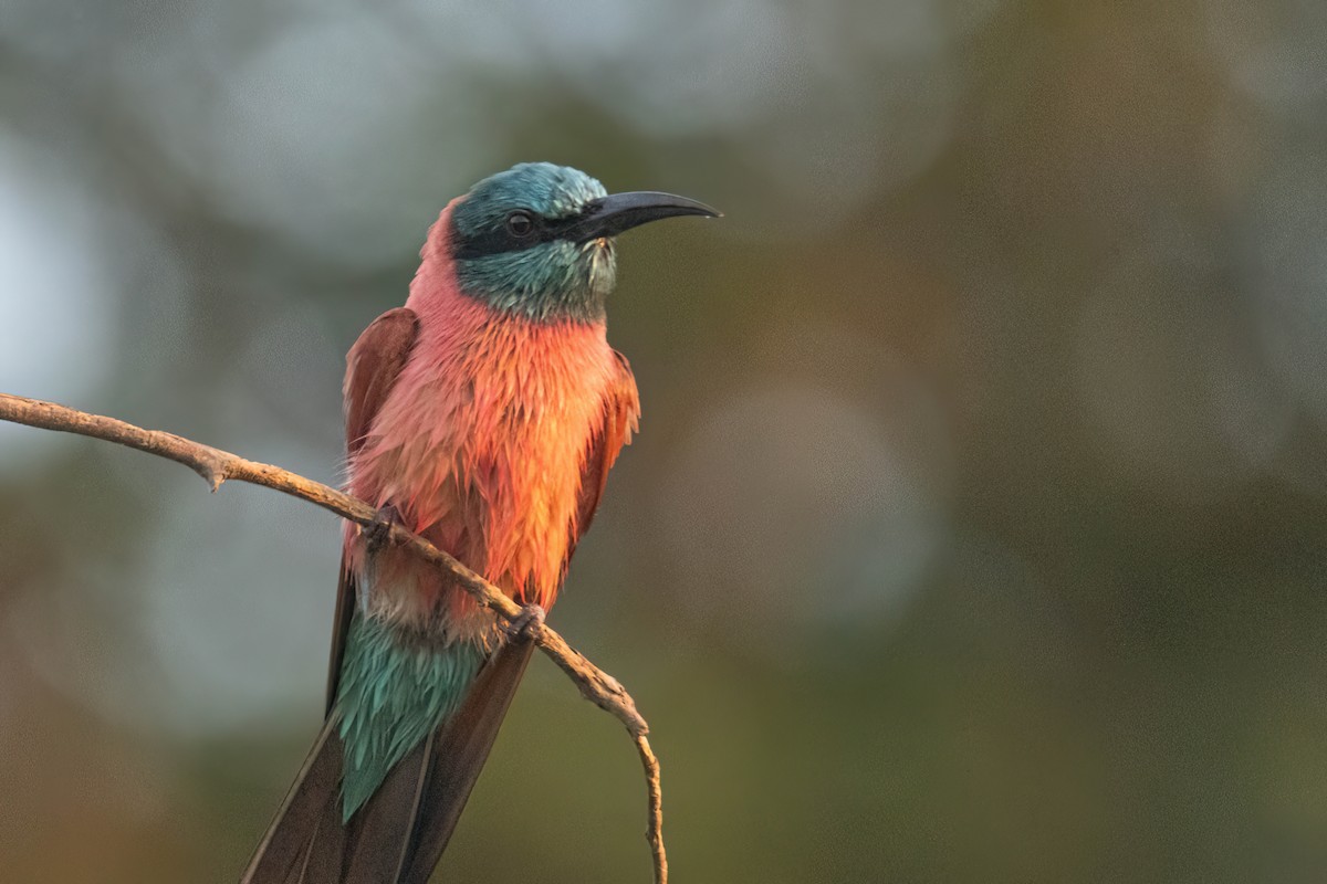 שרקרק ורוד - ML646083315