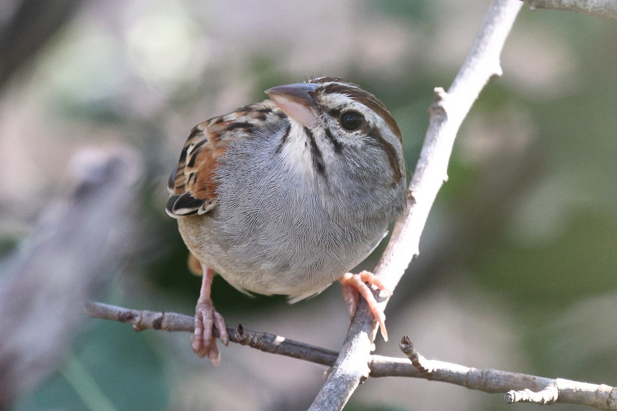 Cinnamon-tailed Sparrow - ML646083316
