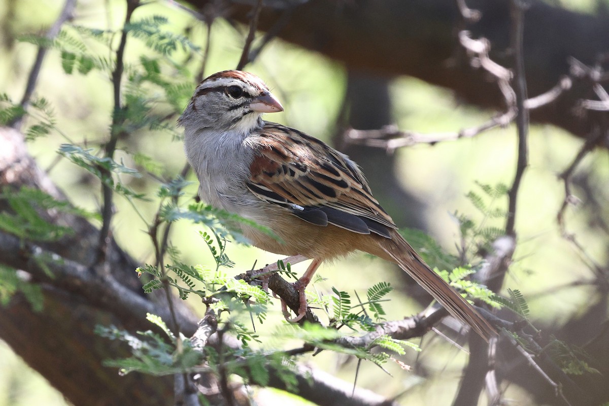 Cinnamon-tailed Sparrow - ML646083317
