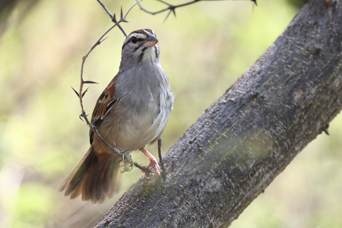 Cinnamon-tailed Sparrow - ML646083318